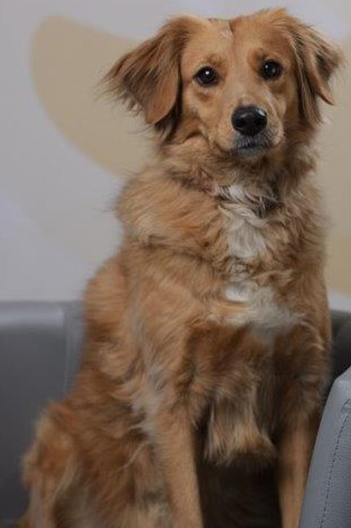 Maya